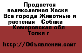 Продаётся великолепная Хаски - Все города Животные и растения » Собаки   . Кемеровская обл.,Топки г.